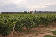 Schneider vineyard: total view