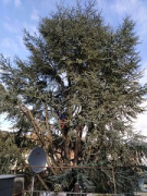 #Cedar skywalk: The still intact tree