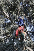 #Cedar skywalk: Tree entry in rope climbing technique by Johan Collins