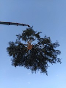 #Cedar skywalk: Lifting the remaining tree from the block