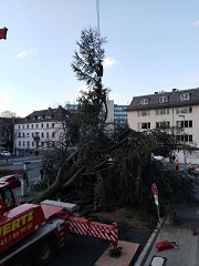 Auf der Straße liegend wurde der Baum in kaum mehr als einer Stunde zerlegt